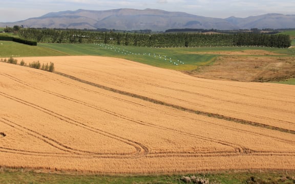 Glyphosate-free oat crops in the South Island for Dunedin company Harraway and Sons.