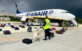 A Belarusian dog handler checks luggages off a Ryanair Boeing 737-8AS (flight number FR4978) parked at Minsk International Airport on 23 May 2021.