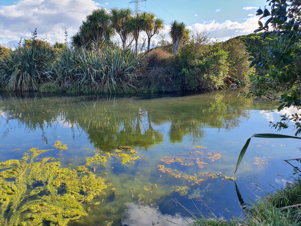 An image of Charlesworth Reserve showing a wetland area in the foreground with harakeke and trees in the background.