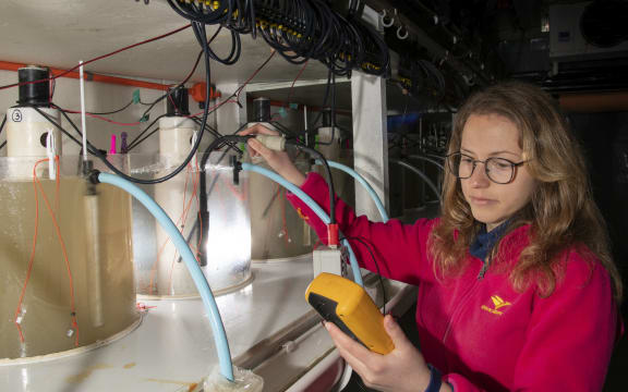 PhD student Valeria Mobilia uses a hand-held turbidity meter to check that suspended sediment concentrations are correct in an experiment run at NIWA.