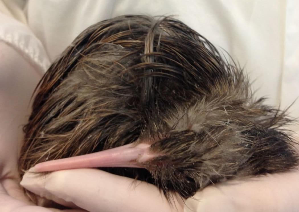 'Seven' the kiwi chick hatches