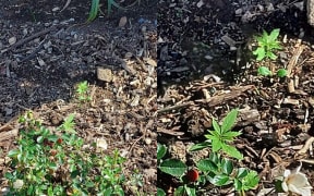 Cannabis seedlings spotted growing in the rose gardens of Parliament grounds