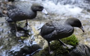 Two of the six whio released onto Mt Taranaki.