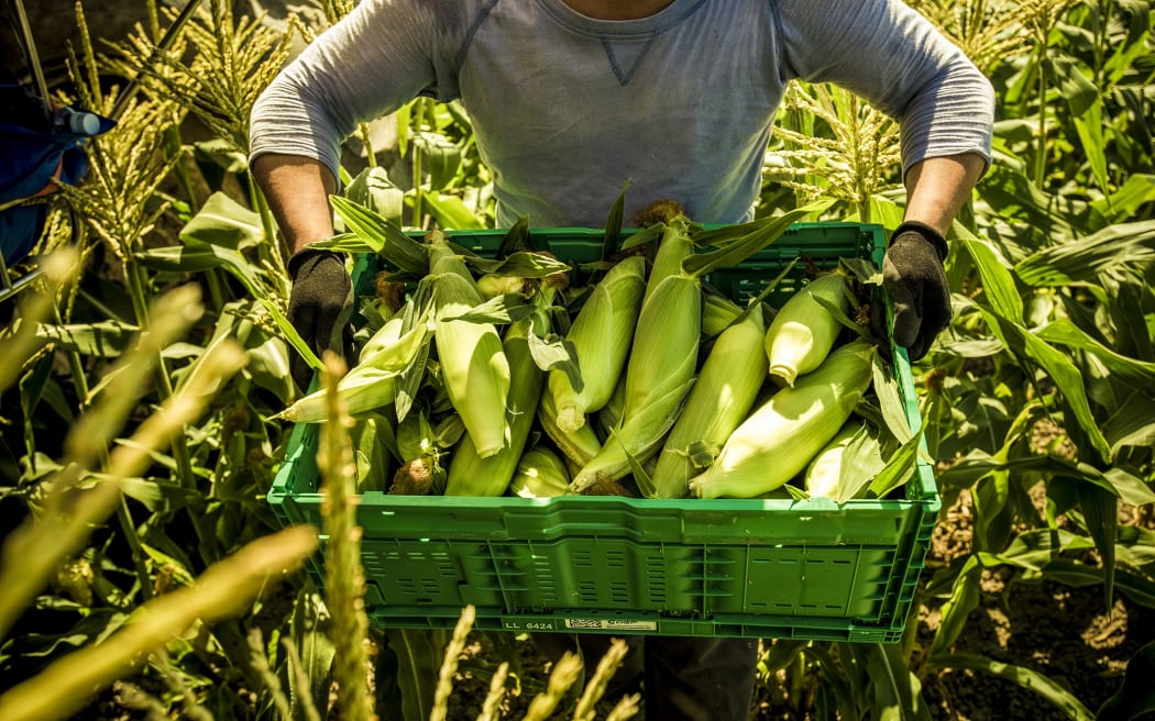 Leaderbrand's corn crop for the 2023 season.