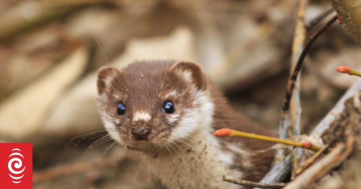 Sleuths identify clues in dead stoat mystery on Stewart Island
