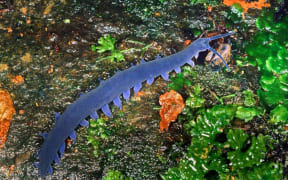 Peripatus velvet worm