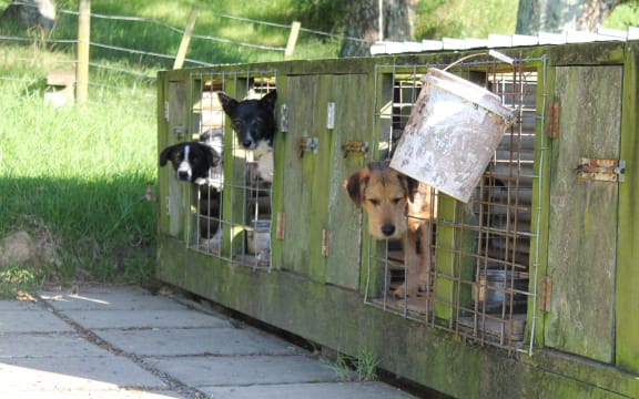 working dogs