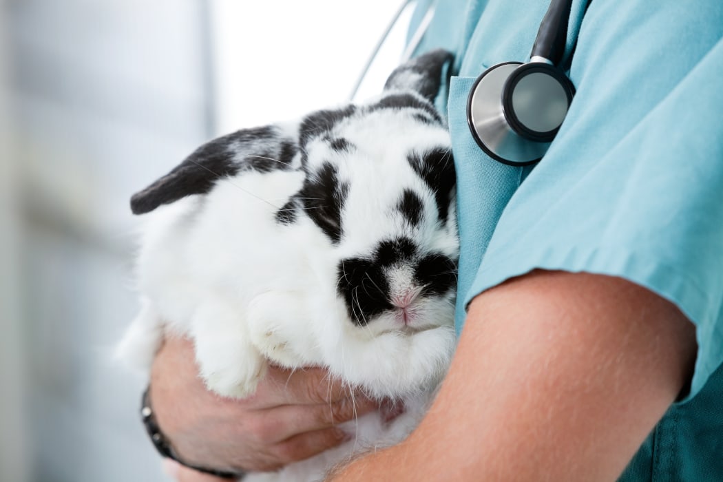 17158882 - mid section of male veterinarian doctor carrying a rabbit