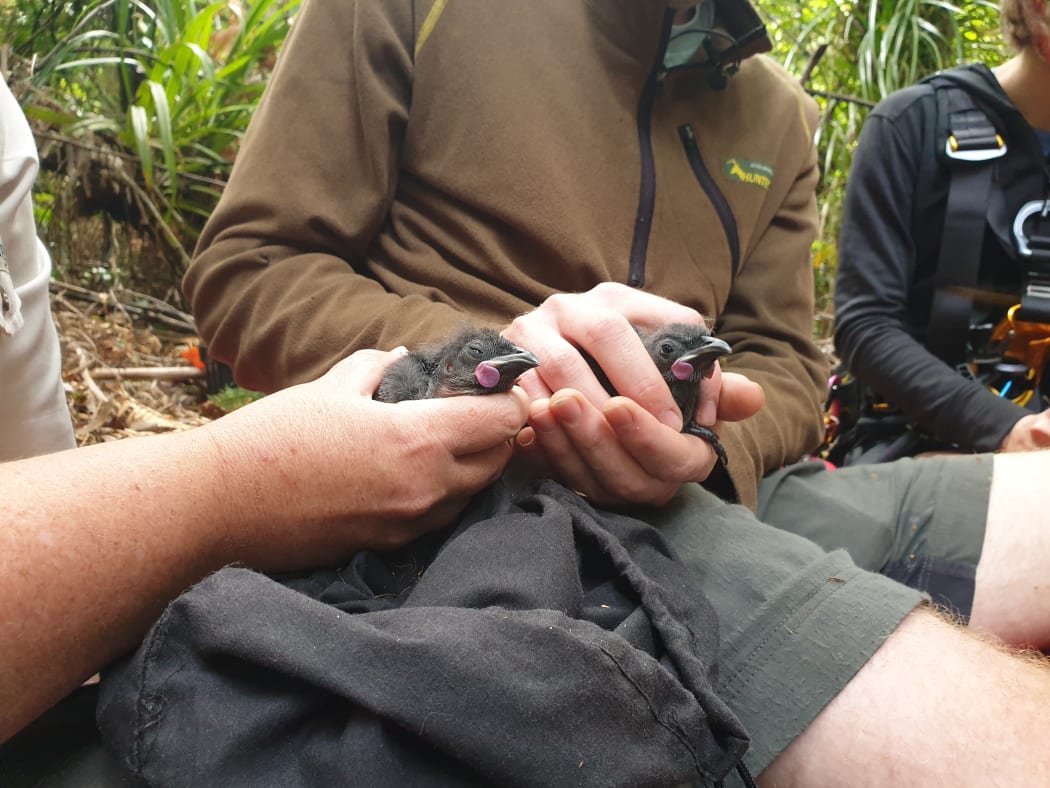 Kōkako chicks in the Hunua Ranges ready to be banded.