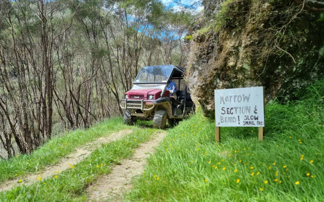Manuka growing in the 800 block will eventually give way to native hardwoods such as rimu.