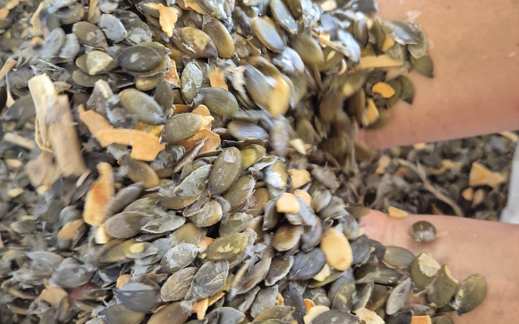 The pumpkin seeds are processed as little as possible so that the seeds retain their natural goodness and nutritional value. The delicate sheaths that remain intact, around the seeds, are beneficial for gut health and are a source of fibre.