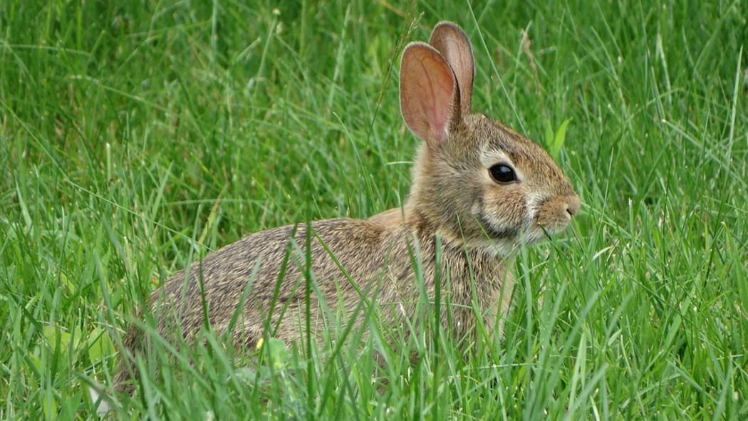 Rabbits are taking over Moeraki