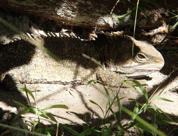 A project to map the genome of the tuatara is being carried out by the Allan Wilson Centre for Molecular Ecology and Evolution.