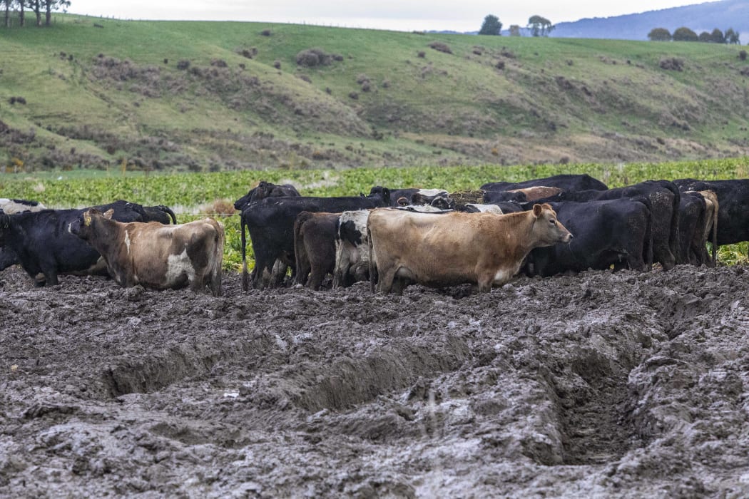 020818 Photo: Richard Cosgrove / Fish & Game NZ
Southland Fish & Game field trip looking at winter grazing and break feeding practices