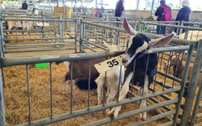 Canterbury A&P Show Country Life