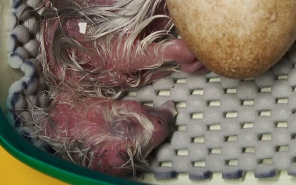 Kuia One - the first Fiordland kakapo chick produced by Kuia