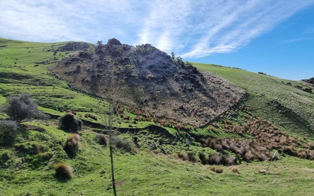 Planting poplar poles at Punawai