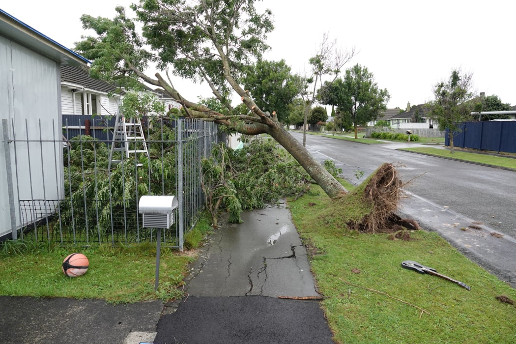 A tree in Tyne Street, Palmerston North, has blown against a fence.