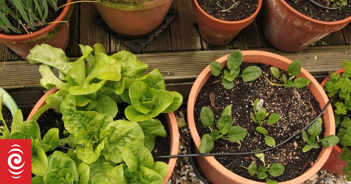 Owners frustrated after Wellington garden centre broken into twice over