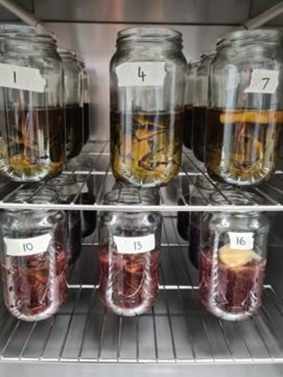 Seaweed fermentation samples at AgriSea NZ.