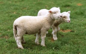The Uruguay round increased the amount of lamb New Zealand could export to the UK to 228,000 tonnes.