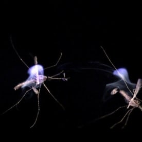 Laser mosquito killer clearance