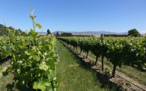 A vineyard in Marlborough