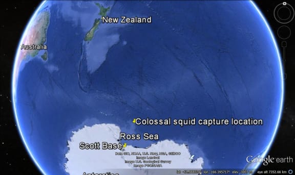 Map showing where the colossal squid was caught on Mawson Bank in the Ross Sea.