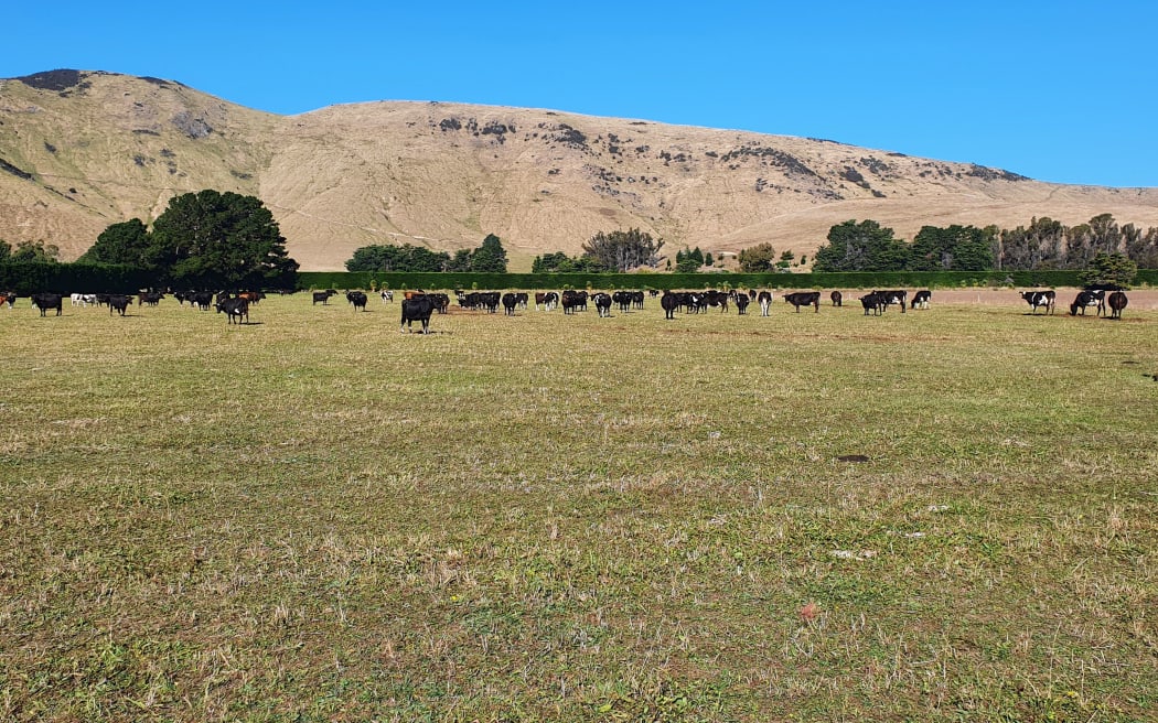 Andre Van Barneveld's farm on Banks Peninsula