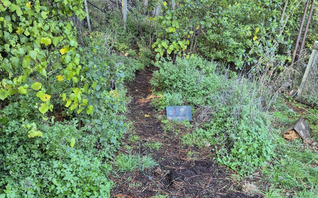 The kiwi avoidance training session is run through a small section of bush where dogs are tested on their interest in kiwi through senses like scent and sight.