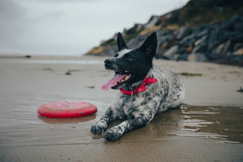 A dog sits on the sand at a beach panting with a frisbee nearby.