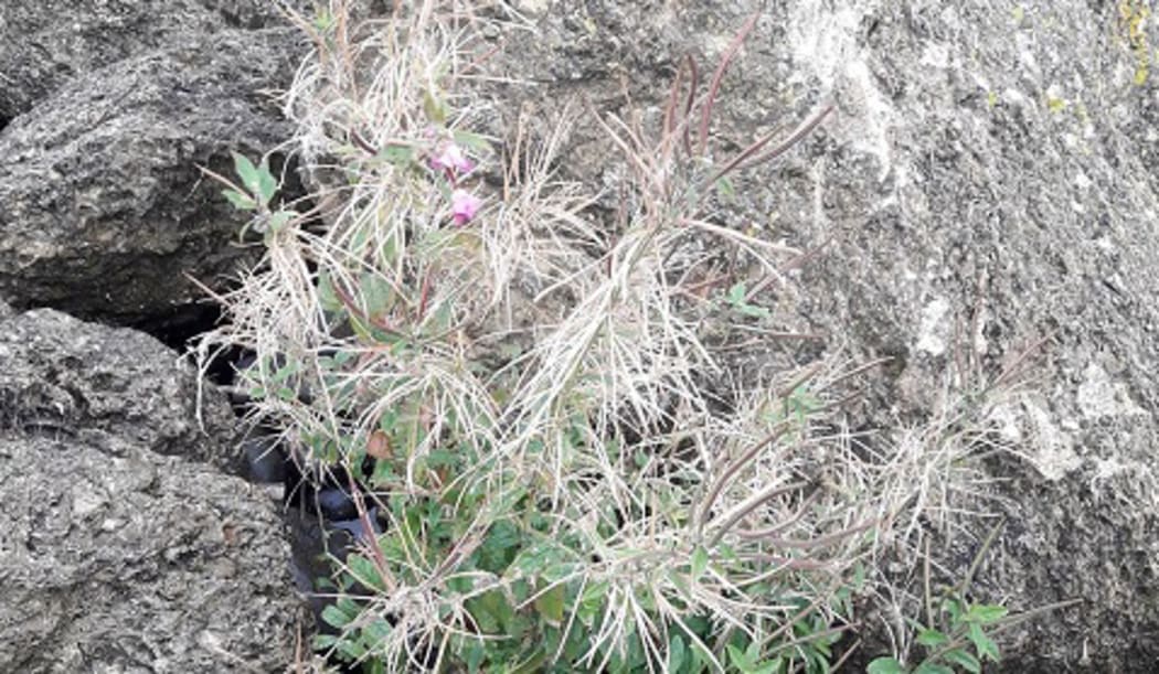 Biosecurity New Zealand has detected a new invasive weed, great willowherb, at five sites in Canterbury.