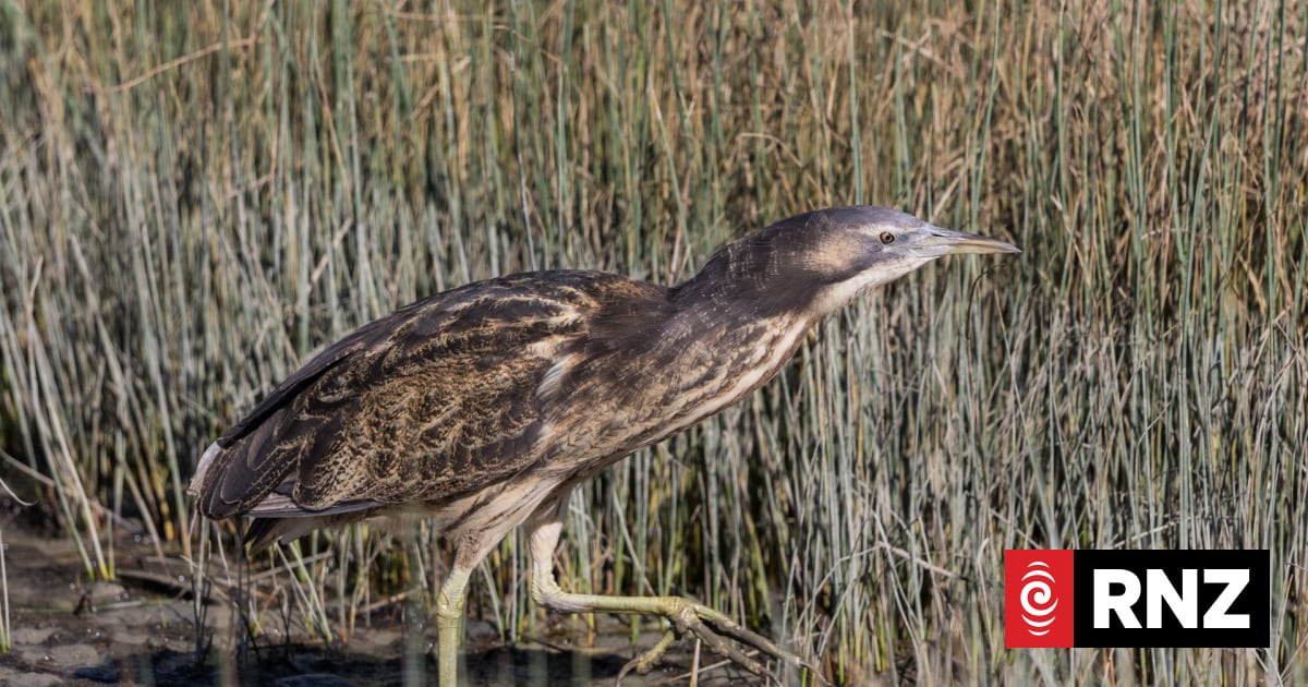 People urged to record calls of endangered wetland bird