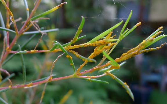 Myrtle rust on new leaf shoots of a Geraldton Wax plant growing in a New South Wales garden.
