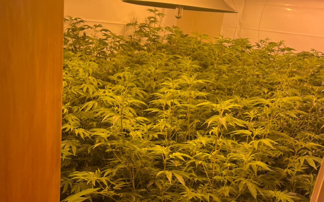 Police found over 500kgs of cannabis plants at an Auckland house.