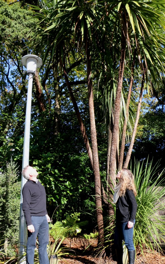 Craig McGill and Jessica Schnell contemplate a cabbage tree