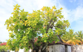 A breadfruit tree
