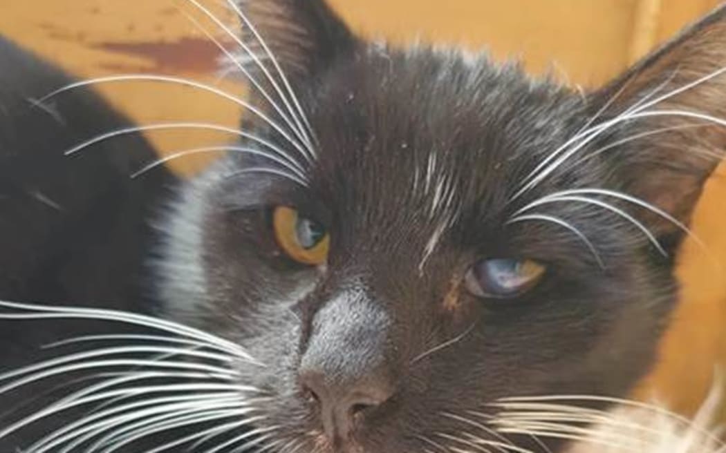 Dashy is a 9 month old male cat at the Hastings SPCA. He loves people and especially loves belly rubs. Staff said: "Sadly, Dash has always been the last pick but always makes cat friends fast."