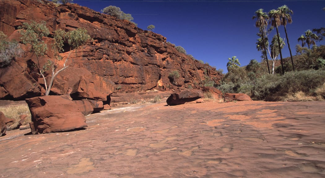 Australia, Northern Territory, Finke river, Palm valley, in the bush.