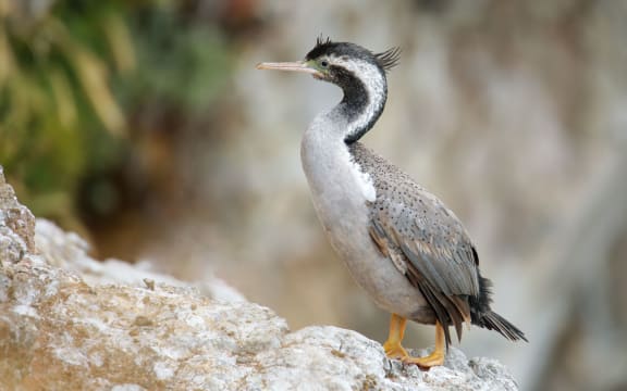 Spotted shag (Phalacrocorax punctatus) at Taiaroa Head, Otago Peninsula, New Zealand. It is endemic to New Zealand.