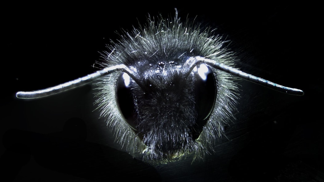 Bumble bee close up