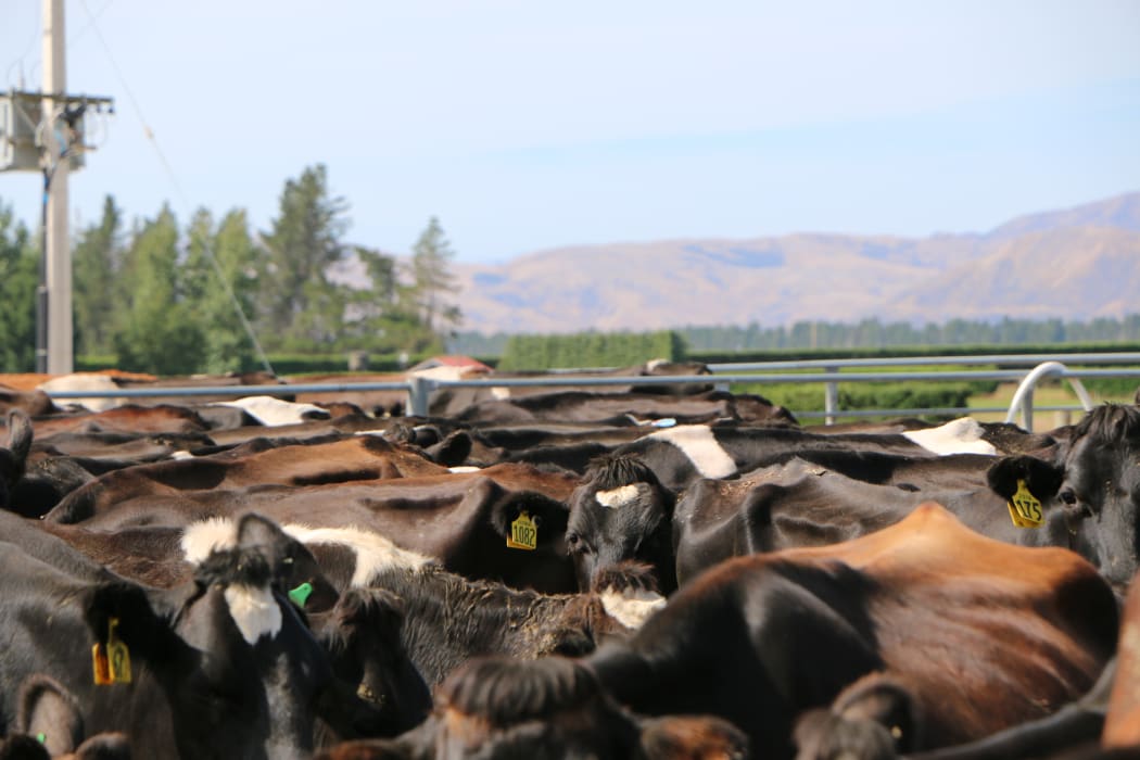 Cows waiting for milking in Rotherham, North Canterbury.