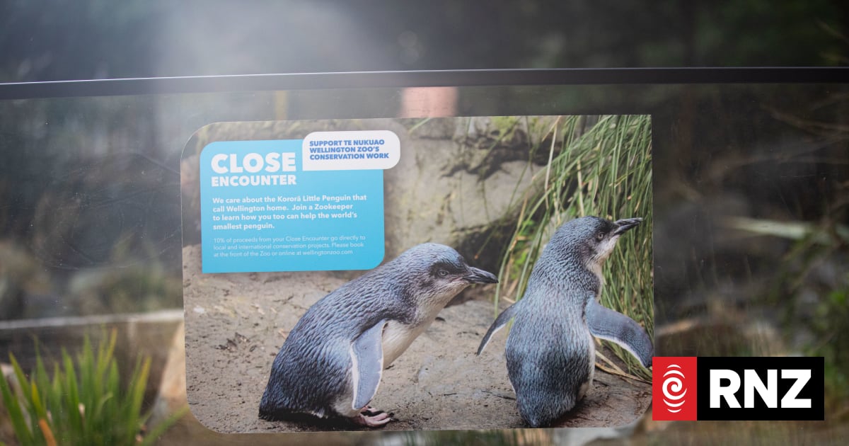 Bird flu: Wellington Zoo cancels all close encounters with penguins