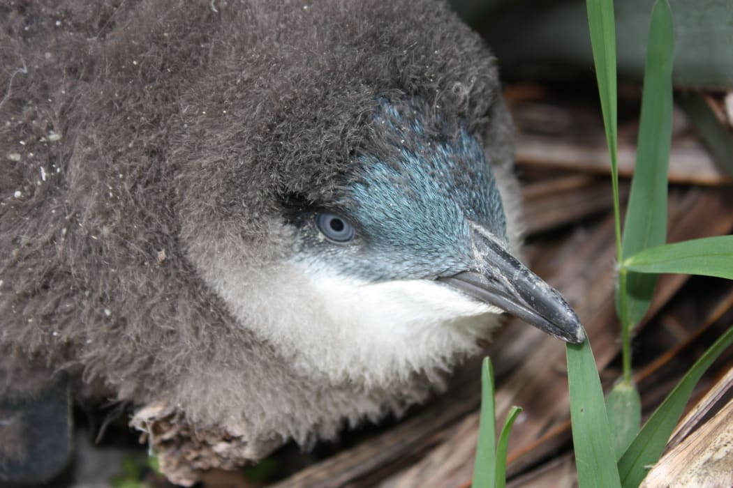 A little blue penguin chick.