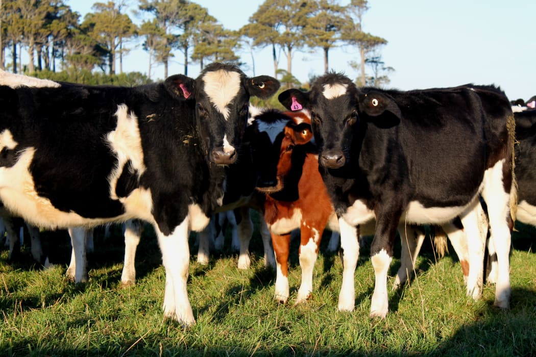 Dairy heifers on Malcolm's farm