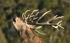 stag wiht antlers head back calling