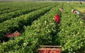 Fruit pickers