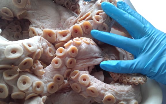 Although the yellow octopus is large and probably quite abundant, very little is known about it.