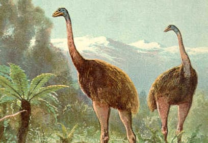 An illustration of moa.