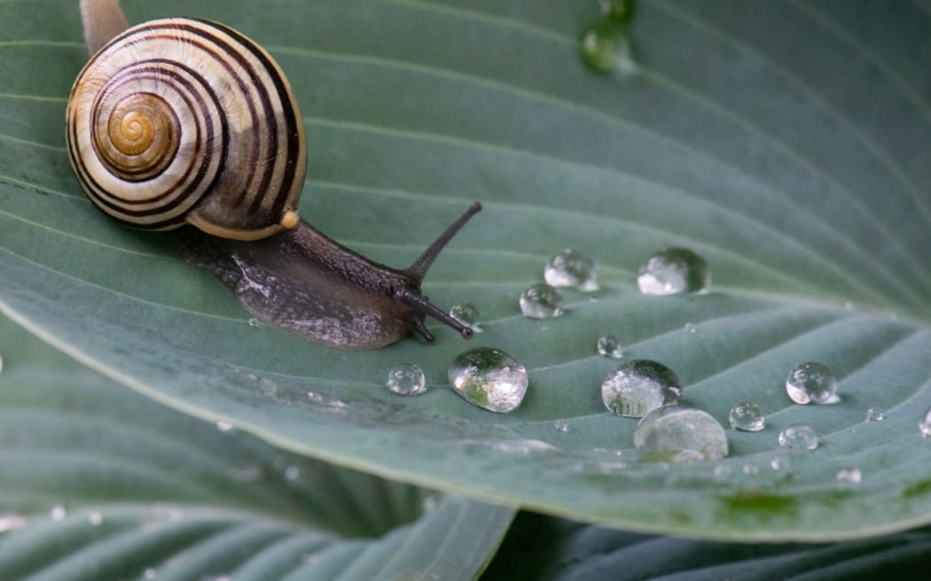 20 May 2019, Hessen, Frankfurt/Main: A garden snail crawls over a leaf covered with raindrops. In the coming days, May should continue to show its cool and rainy side.